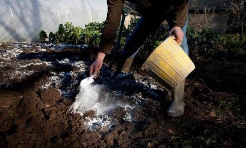 Как раскислить почву народными средствами. Как снизить кислотность почвы на огороде