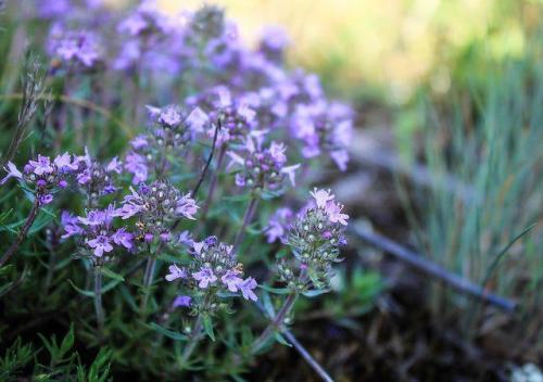 Тимьян ползучий лекарственные свойства. Чабрец или тимьян: лечебные свойства, противопоказания и фото