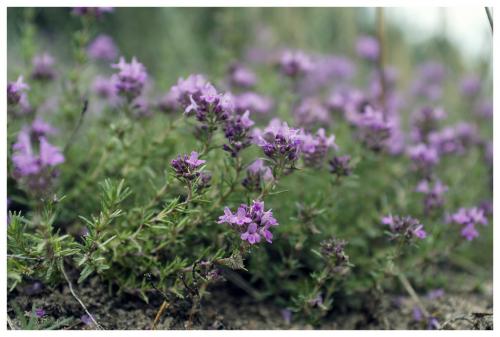 Тимьян ползучий сорта. Чабрец (тимьян) — выращивание ароматной травы на даче