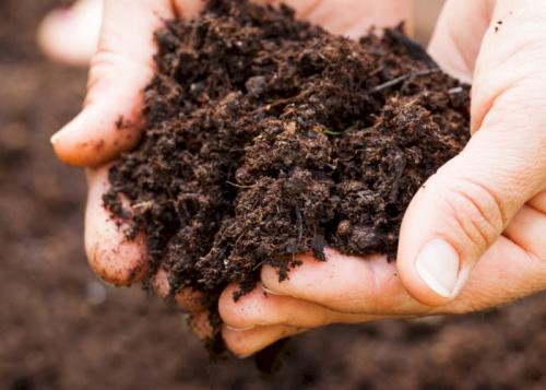 Как раскислить почву под розами. Какой должна быть почва для роз?