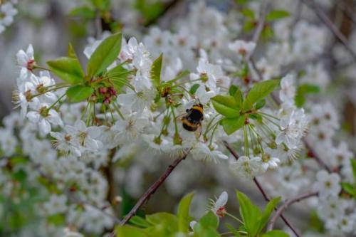 Горчит вишня. Почему вишня горькая и как исправить ситуацию