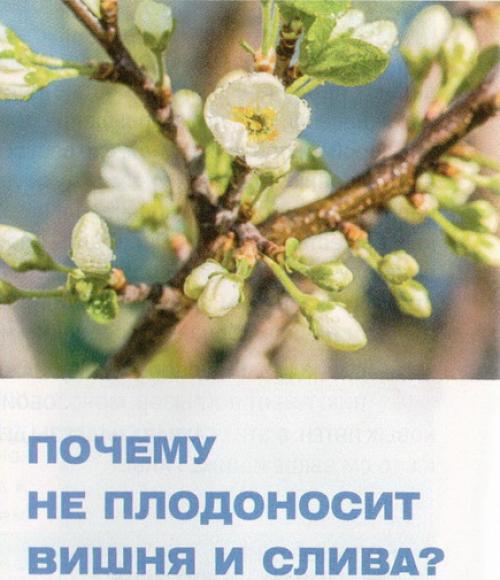 Как заставить плодоносить вишню и сливу. Почему не плодоносит слива и вишня