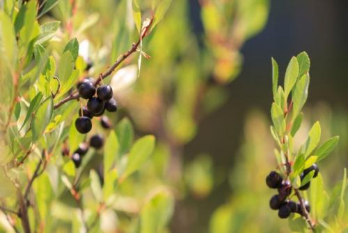 Горчит вишня. Почему вишня горькая и как исправить ситуацию