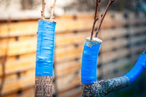 Горчит вишня. Почему вишня горькая и как исправить ситуацию