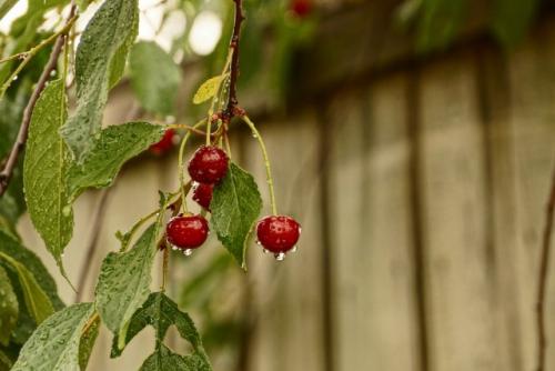 Горчит вишня. Почему вишня горькая и как исправить ситуацию