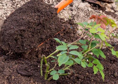 Как раскислить почву под розами. Какой должна быть почва для роз?