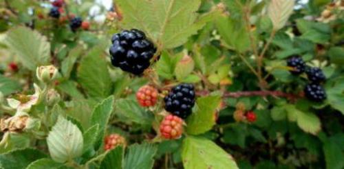 Органические методы борьбы с кислой почвой: проверены не одним поколением 15