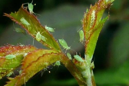 Понизить кислотность почвы содой. Определение кислотности земли