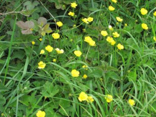 Органические методы борьбы с кислой почвой: проверены не одним поколением 14