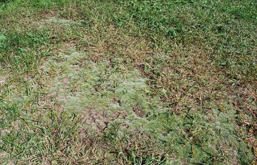 Как понизить кислотность почвы на газоне. Мох на газоне! Причины и способы восстановления