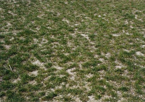 Как понизить кислотность почвы. Часть 3 Часть 3 из 3: Когда нужно понижать рН почвы 02