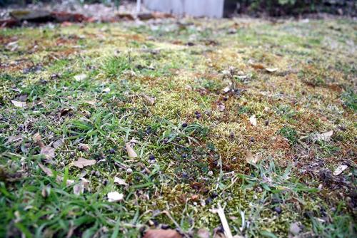 Как понизить кислотность почвы на газоне. Мох на газоне! Причины и способы восстановления