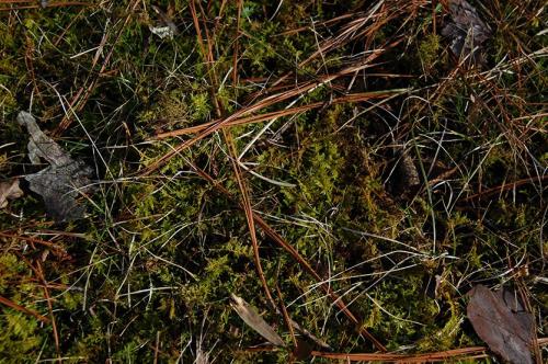 Как понизить кислотность почвы на газоне. Мох на газоне! Причины и способы восстановления