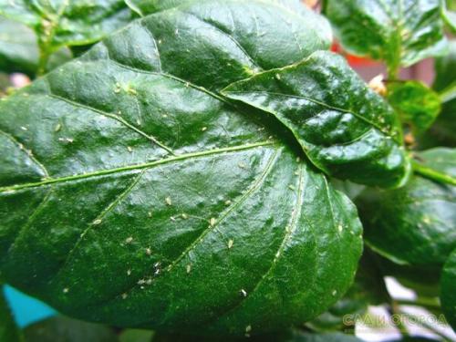 Понизить кислотность почвы содой. Определение кислотности земли