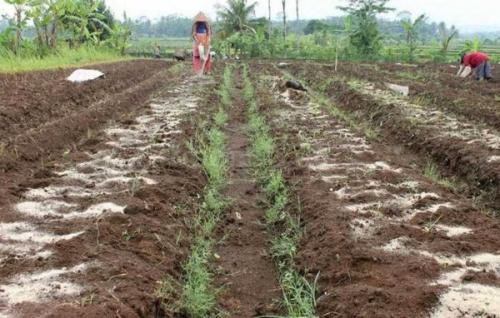 Кислая почва, что делать осенью. Как раскислить почву осенью, какие средства использовать