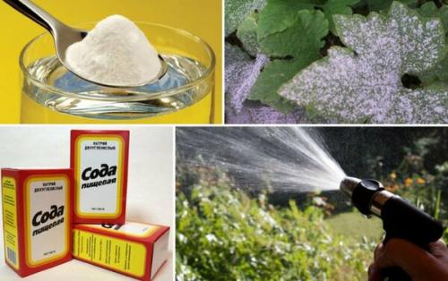 Понизить кислотность почвы содой. Определение кислотности земли