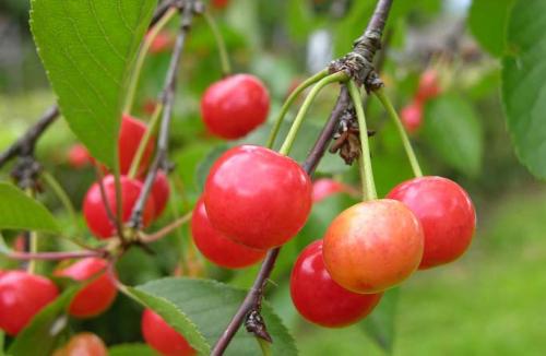 ПОЧЕМУ горчит вишня Сняли ягоды с. Почему черешня горькая на вкус? | 12 основных причин 02 ПОЧЕМУ горчит вишня Сняли ягоды с. Почему черешня горькая на вкус? | 12 основных причин 02