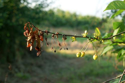 Болезни вишни на стволе. Монилиоз или бурая гниль косточковых плодов