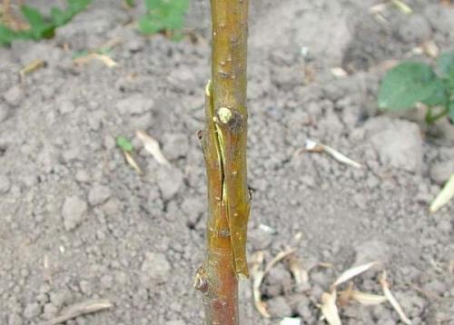 ПОЧЕМУ горчит вишня Сняли ягоды с. Почему черешня горькая на вкус? | 12 основных причин 03 ПОЧЕМУ горчит вишня Сняли ягоды с. Почему черешня горькая на вкус? | 12 основных причин 03