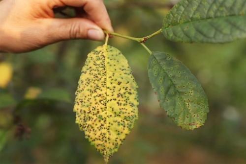 Болезни вишни на листьях. На листьях вишни пятна и дырочки? Срочно обработайте дерево от болезней! Три главные проблемы вишни