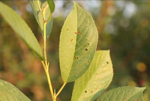 Болезни вишни на листьях. На листьях вишни пятна и дырочки? Срочно обработайте дерево от болезней! Три главные проблемы вишни