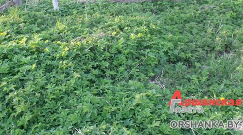 Как определить кислотность почвы по сорнякам. Определяем кислотность почвы по сорнякам