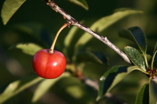 Горчит вишня: выявляем и устраняем причины