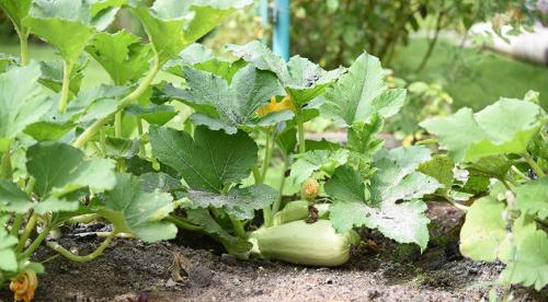 Как снизить кислотность почвы. Сроки и способы определения 09