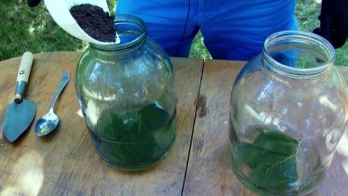 Как снизить кислотность почвы. Сроки и способы определения