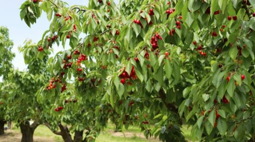 Вирусные болезни вишни. Болезни и вредители черешни