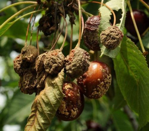 15 болезней вишни и ЧЕРЕШНИ. Клястероспориоз вишни (дырчатая пятнистость) 02 15 болезней вишни и ЧЕРЕШНИ. Клястероспориоз вишни (дырчатая пятнистость) 02