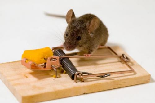 Эффективное средство от мышей в частном доме. Как сегодня вытравить вредителей из жилища без вреда для людей и домашних животных?