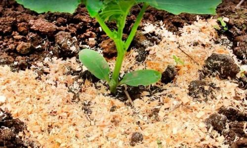 Подкисление почвы лимонной кислотой. 7 простых средств для закисления почвы