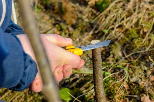 Весенняя прививка вишни. Пошаговая инструкция, как правильно привить вишню на вишню и сроки процедуры для начинающих