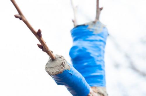 Весенняя прививка вишни. Пошаговая инструкция, как правильно привить вишню на вишню и сроки процедуры для начинающих