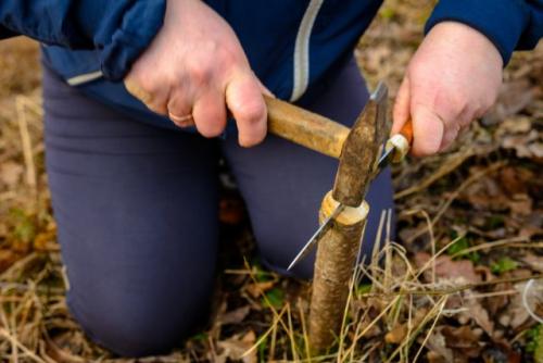 Весенняя прививка вишни. Пошаговая инструкция, как правильно привить вишню на вишню и сроки процедуры для начинающих
