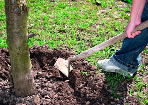 Подкормка вишни весной. Когда проводить подкормку