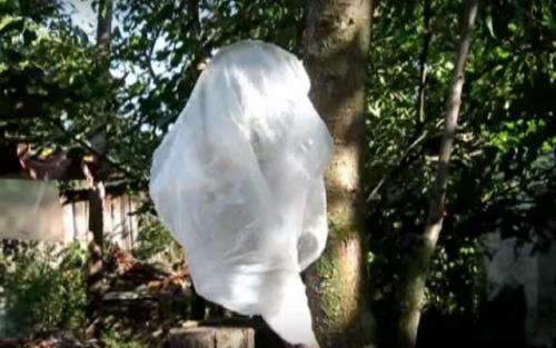 Весенняя прививка вишни. Пошаговая инструкция, как правильно привить вишню на вишню и сроки процедуры для начинающих