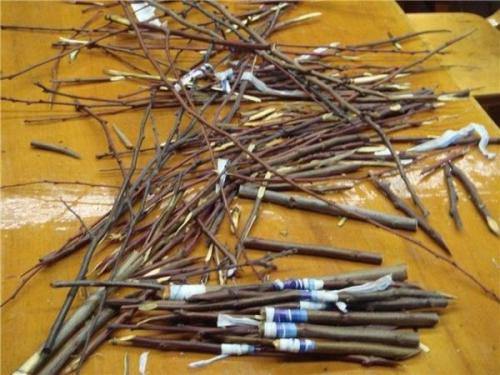 Прививка вишни на сливу. Где брать черенки для прививки