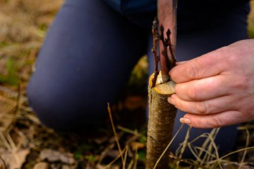 Весенняя прививка вишни. Пошаговая инструкция, как правильно привить вишню на вишню и сроки процедуры для начинающих