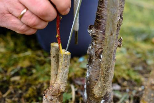 Весенняя прививка вишни. Пошаговая инструкция, как правильно привить вишню на вишню и сроки процедуры для начинающих