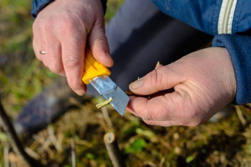 Весенняя прививка вишни. Пошаговая инструкция, как правильно привить вишню на вишню и сроки процедуры для начинающих