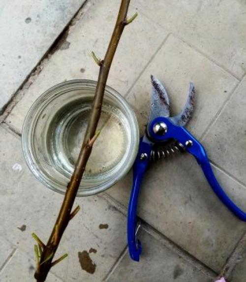 Прививка вишни на яблоню. Что куда и когда можно прививать?