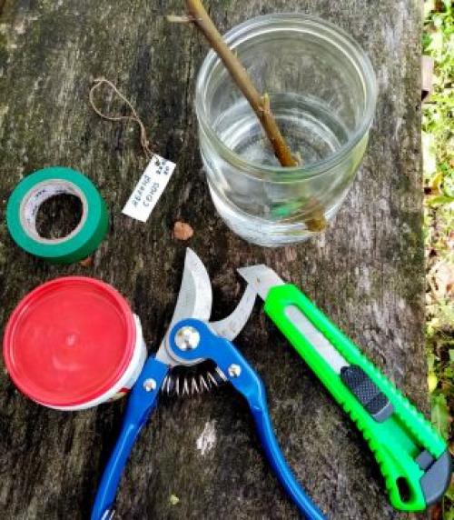 Прививка вишни на яблоню. Что куда и когда можно прививать?