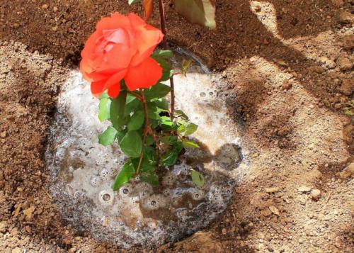 Как раскислить почву под розами. Какой должна быть почва для роз?