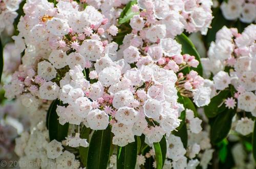 Что растет на кислых почвах. Не надо раскислять почву, посадите эти растения!