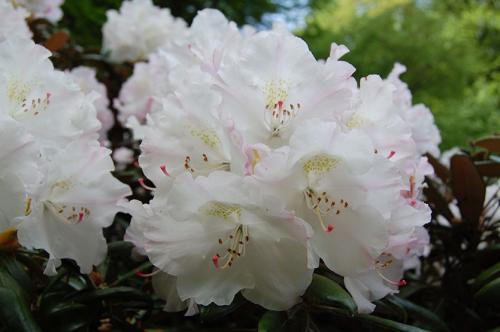 Что растет на кислых почвах. Не надо раскислять почву, посадите эти растения!