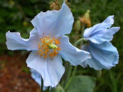 Что растет на кислых почвах. Не надо раскислять почву, посадите эти растения!