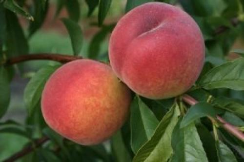 Персики виды и сорта. Сорта персиков – 125 фото основных сортов и советы по их выращиванию своими руками 11