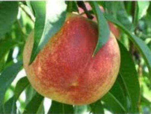 Персики виды и сорта. Сорта персиков – 125 фото основных сортов и советы по их выращиванию своими руками 12